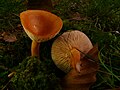 Lactarius quietus