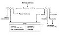 Pathophysiology of vomiting in pregnancy.