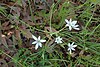 Ornithogalum divergens kz4.jpg