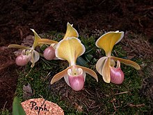 Paphiopedilum helenae Paphiopedilum helenae toapel.jpg