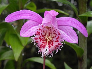 <i>Pleione</i> (plant) Genus of orchids