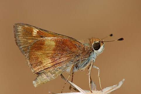 Umber skipper in San Jose, California