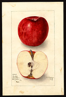 <span class="mw-page-title-main">Winesap</span> Apple cultivar