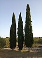 * Kandidimi: Trees at Prižba archeological site, Croatia --JiriMatejicek 16:35, 17 September 2024 (UTC) * * Kërkohet vlerësim