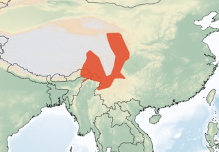 <span class="mw-page-title-main">Sichuan field mouse</span> Species of rodent