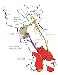 Recurrent laryngeal nerve Nerve in the human body