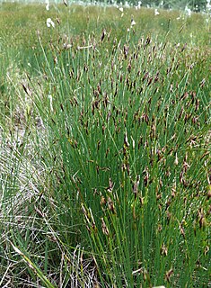 <i>Schoenus</i> (plant) Genus of grass-like plants