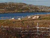 Sheep grazing alongside the Turpin's Trail interpretive trail in Tilting. Sheep Sandy Cove.jpg