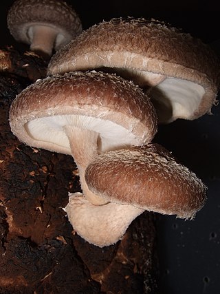 <span class="mw-page-title-main">Shiitake</span> Species of edible mushroom