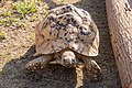 ヒョウモンガメ Stigmochelys pardalis