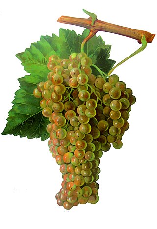 <span class="mw-page-title-main">Trebbiano</span> Variety of grape