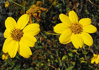 <i>Bahiopsis</i> Genus of flowering plants