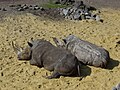 White rhinoceros (Ceratotherium simum simum) in Emmen Zoo, the Netherlands.