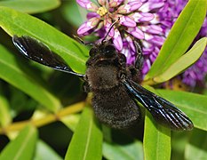 Xylocopa sp.