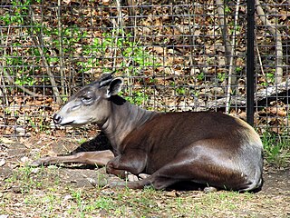 <i>Cephalophus</i> Genus of mammals