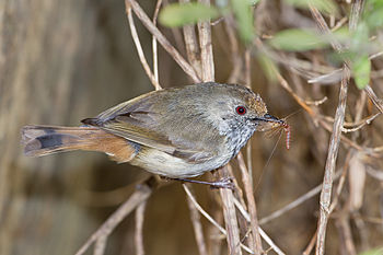 Brown Thornbill