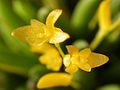 Acianthera leptotifolia flowers