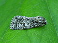 Acronicta rumicis (Linnaeus, 1758)