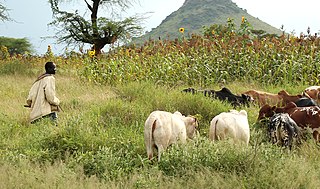 <span class="mw-page-title-main">Agriculture in Chad</span>