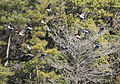 in flight in Japan