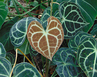 <i>Anthurium clarinervium</i> Species of flowering plant