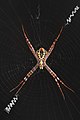 File:Argiope spider female adult on her web ventral view black background Don Det Laos.jpg