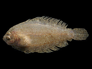 <span class="mw-page-title-main">Scaldfish</span> Genus of fishes