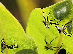 Asclepias syriaca-Oncopeltus fasciatus-exuviae.jpg