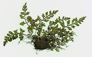 <i>Asplenium montanum</i> Species of fern in the family Aspleniaceae