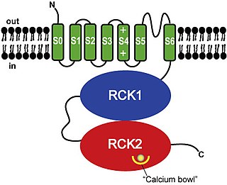 <span class="mw-page-title-main">Calcium-activated potassium channel subunit alpha-1</span> Voltage-gated potassium channel protein