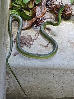 <i>Philothamnus battersbyi</i> Species of snake