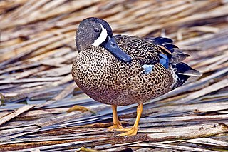 <span class="mw-page-title-main">Blue-winged teal</span> Species of bird