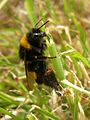 Bourdon terrestre (Bombus terrestris) à Plouarzel.