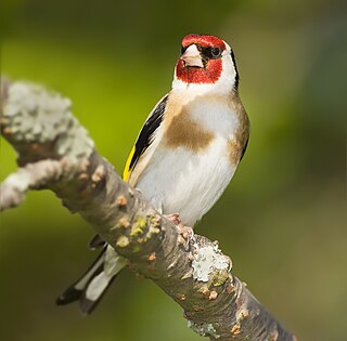 <i>Carduelis</i> Genus of birds