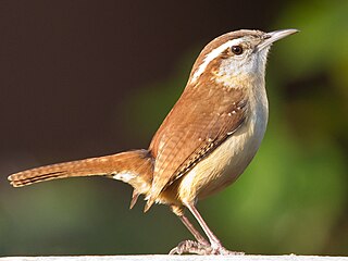 <span class="mw-page-title-main">Carolina wren</span> Species of bird