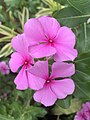 Impatiens walleriana ou Buveuse d'eau.