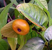 Garcinia prainiana