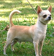 Perro chihuahueño