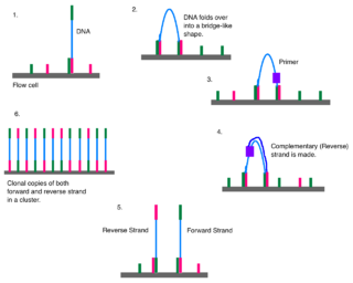 <span class="mw-page-title-main">Illumina dye sequencing</span> DNA sequencing method