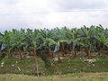 Banaan in Ecuador. Het land is de grootste bananenexporteur ter wereld. Latijns-Amerika produceert ongeveer 30% van de bananen in de wereld