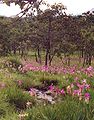 Siam Tulip fields in the forest