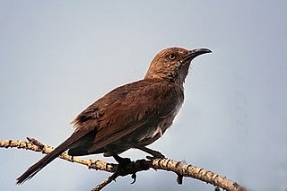 <span class="mw-page-title-main">Curve-billed thrasher</span> Species of desert adapted bird