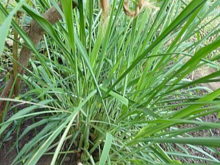 <i>Cymbopogon nardus</i> Species of plant