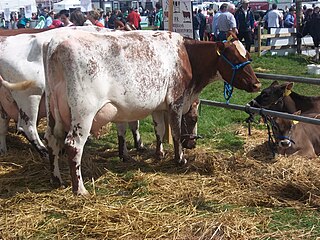 Dairy Shorthorn British breed of dairy cattle