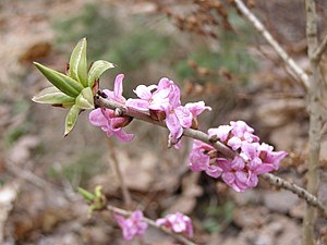 Harilik näsiniin (Daphne mezereum) õitsemas