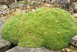 Draba rigida