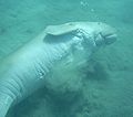 Dugong "rollin" on sea fluir