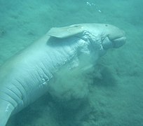 Dugong "rodando" en el fondo marino