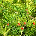 Taxus baccata (Tasso)