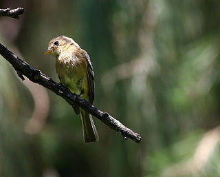 <span class="mw-page-title-main">Buff-breasted flycatcher</span> Species of bird